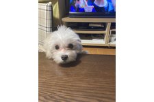 トトの写真2枚目