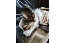 スズの写真1枚目