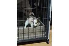 スズの写真2枚目