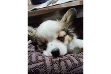 スズの写真3枚目