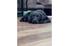 ラブの写真1枚目