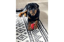 ルディの写真1枚目