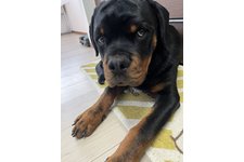 ルディの写真2枚目