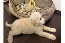 ミルクの写真1枚目