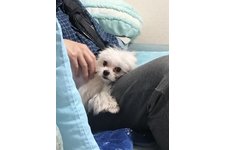 カブの写真1枚目