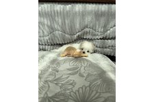 たんぽぽの写真1