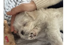 たんぽぽの写真2