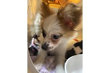 てんてんの写真1枚目