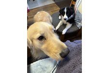 モカの写真1枚目