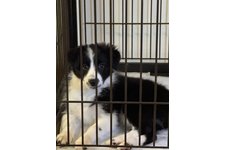 モカの写真2枚目