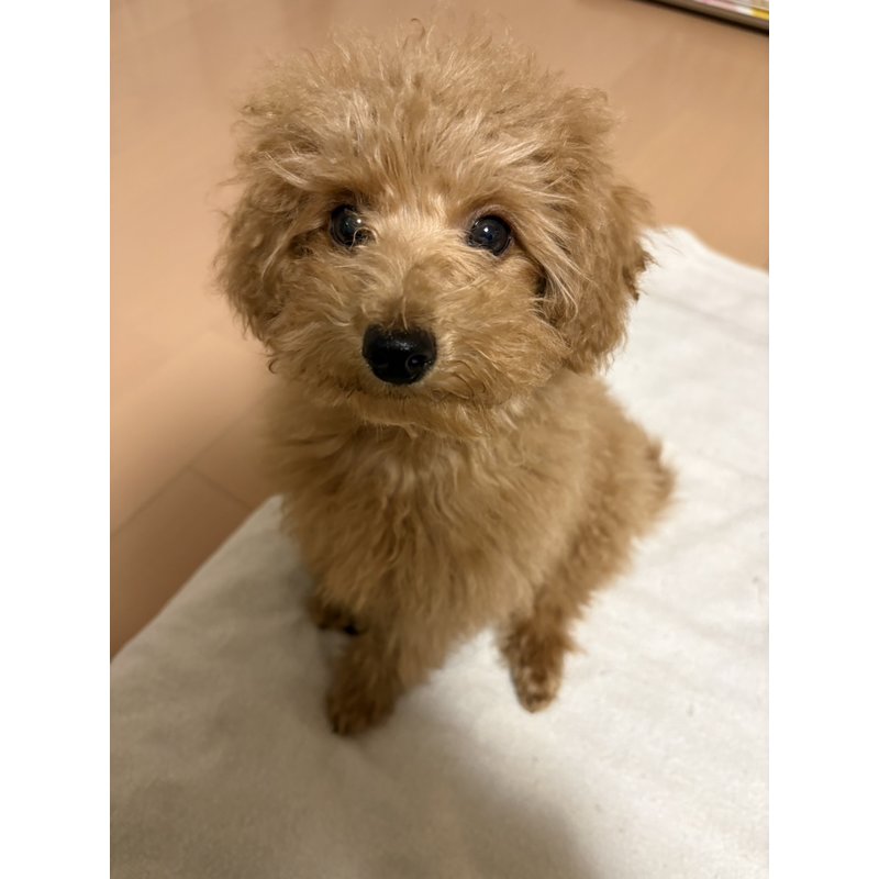 みーさんのレビュー画像