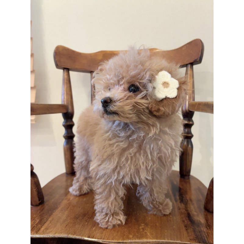 Nicoさんのレビュー画像