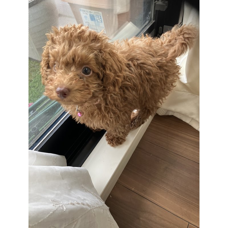 トシちゃんさんのレビュー画像