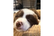 コタロウの写真1枚目