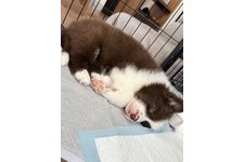 コタロウの写真2枚目