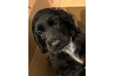 おめちの写真1枚目