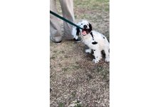 フィンの写真1枚目