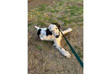 フィンの写真2枚目