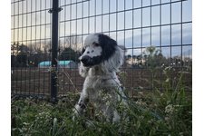 フィンの写真3枚目