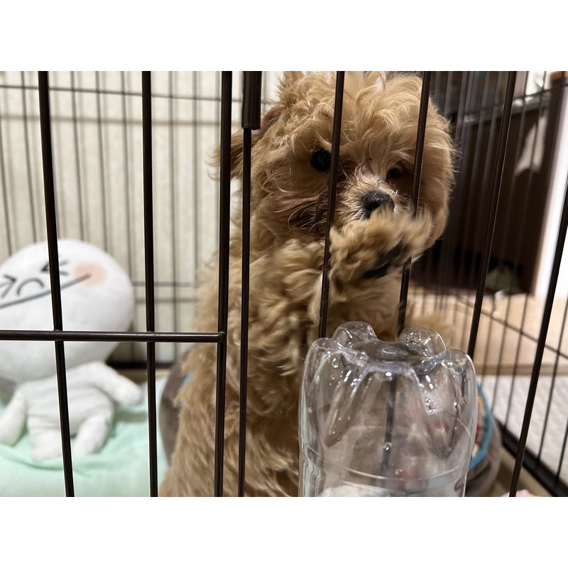 モコさんのレビュー画像