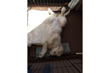 キャンディの写真1枚目