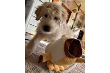 キャンディの写真2枚目