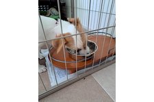 すももの写真1枚目