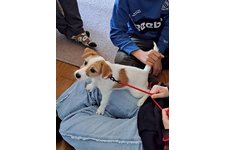 すももの写真2枚目