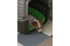 すももの写真3枚目