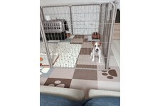 すももの写真4枚目