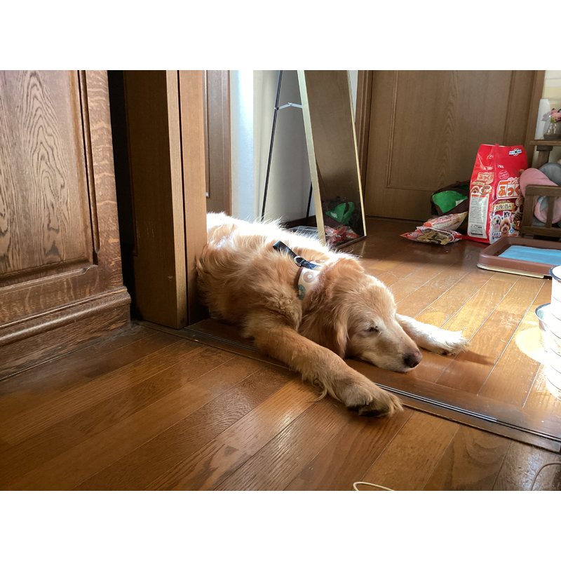 ひぽぽたまこさんのレビュー画像