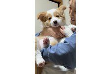 ポロの写真1枚目