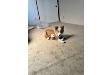 ポロの写真2枚目