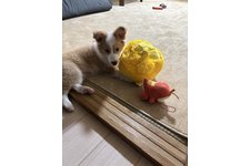 ポロの写真3枚目