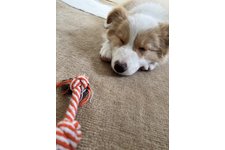 ポロの写真4枚目