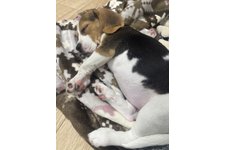 さくらの写真1枚目