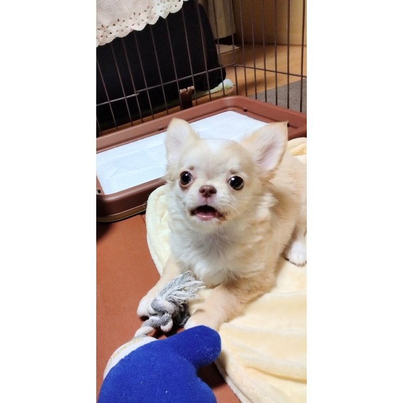 t_familyさんのレビュー画像