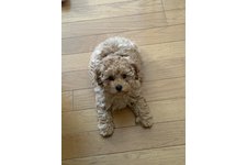 パティの写真3枚目