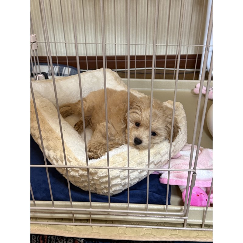 つよしさんのレビュー画像