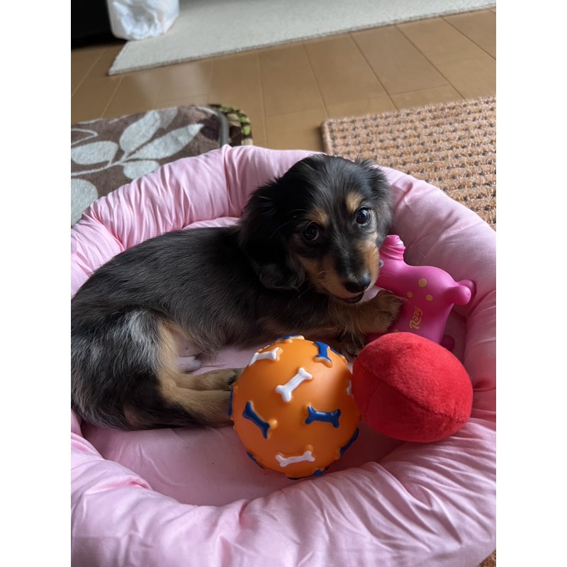 ケンメリさんのレビュー画像