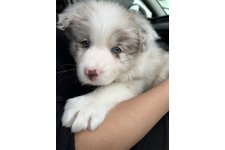 シェリーの写真1枚目