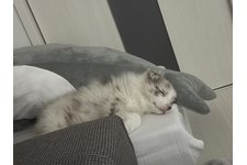 シェリーの写真3枚目