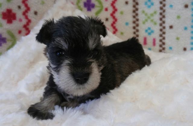 石垣ブリーダー