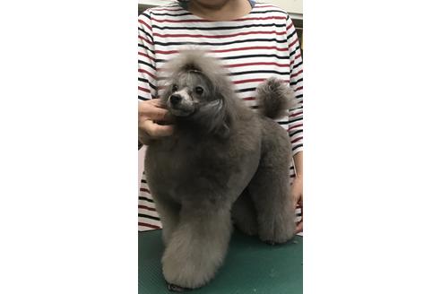 販売中のトイプードルの親犬