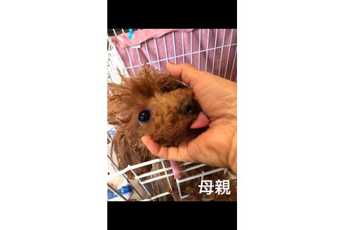販売中のトイプードルの親犬