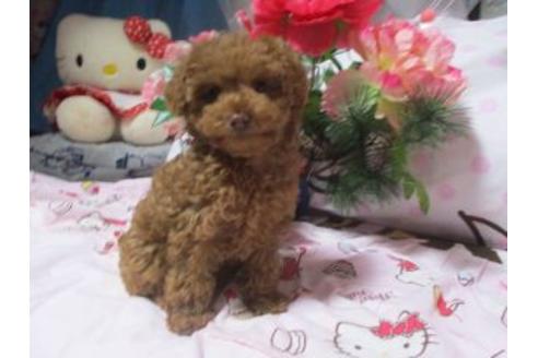 鹿児島県のトイプードル 女の子 19 11 04生まれ お茶目で愛らしいトイプーちゃん 子犬id ブリーダーナビ