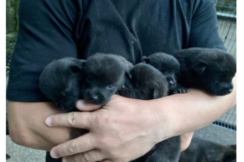 甲斐犬の子犬を探す ブリーダーナビ