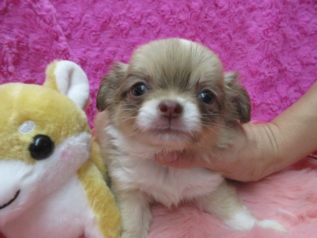 ♀チワワ(ロングコート)