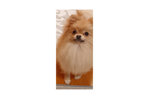 販売中のポメラニアンの親犬