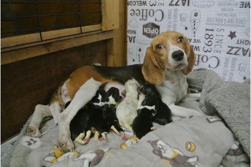 ビーグルの子犬を探す ブリーダーナビ